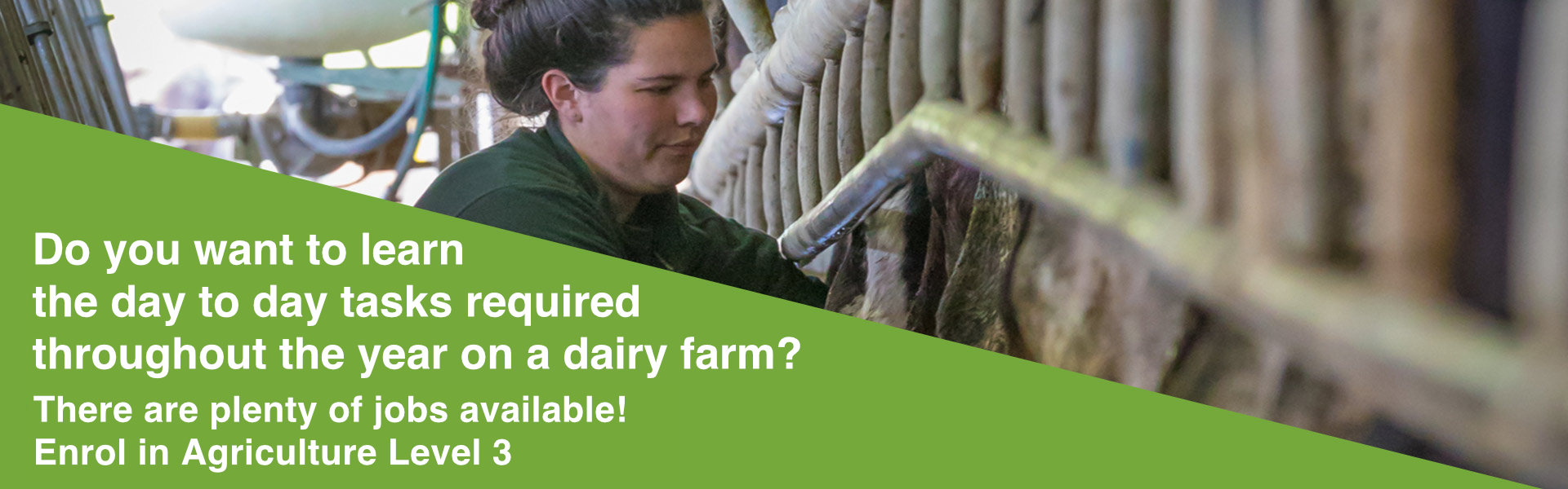 Dairy herd on a Whanganui farm used for Ag Challenge agriculture training