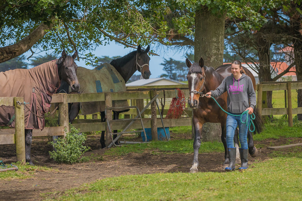 Ag Challenge animal care students working with horses