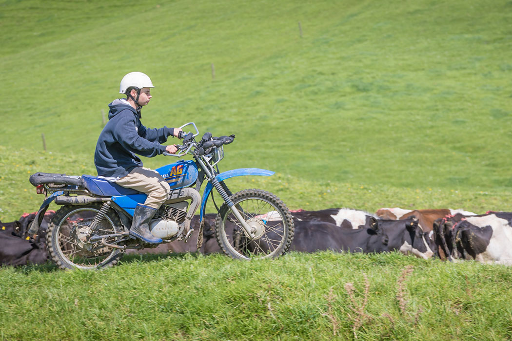 Dairy farm training on the Certificate in Agriculture programme